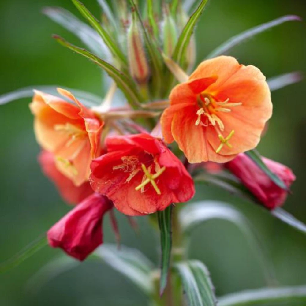 Sunset Boulevard Evening Primrose Seeds - Pink Yellow Blooms - 30 Seeds - Image 11