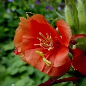 Sunset Boulevard Evening Primrose Seeds - Pink Yellow Blooms - 30 Seeds - Image 12