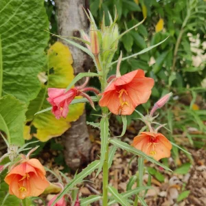 Sunset Boulevard Evening Primrose Seeds - Pink Yellow Blooms - 30 Seeds - Image 13