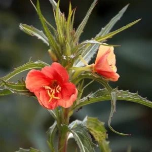 Sunset Boulevard Evening Primrose Seeds - Pink Yellow Blooms - 30 Seeds - Image 14