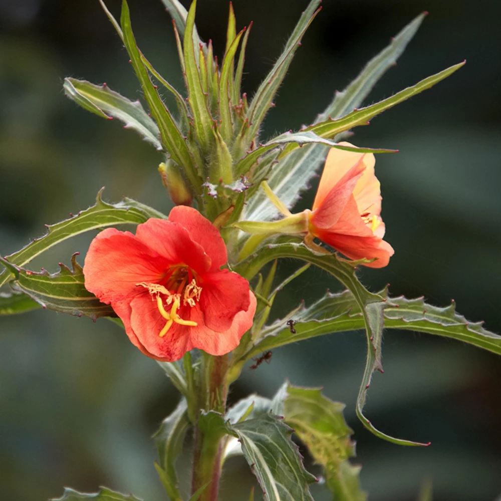 Sunset Boulevard Evening Primrose Seeds - Pink Yellow Blooms - 30 Seeds - Image 14