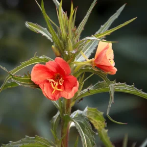 Sunset Boulevard Evening Primrose Seeds - Pink Yellow Blooms - 30 Seeds - Image 15
