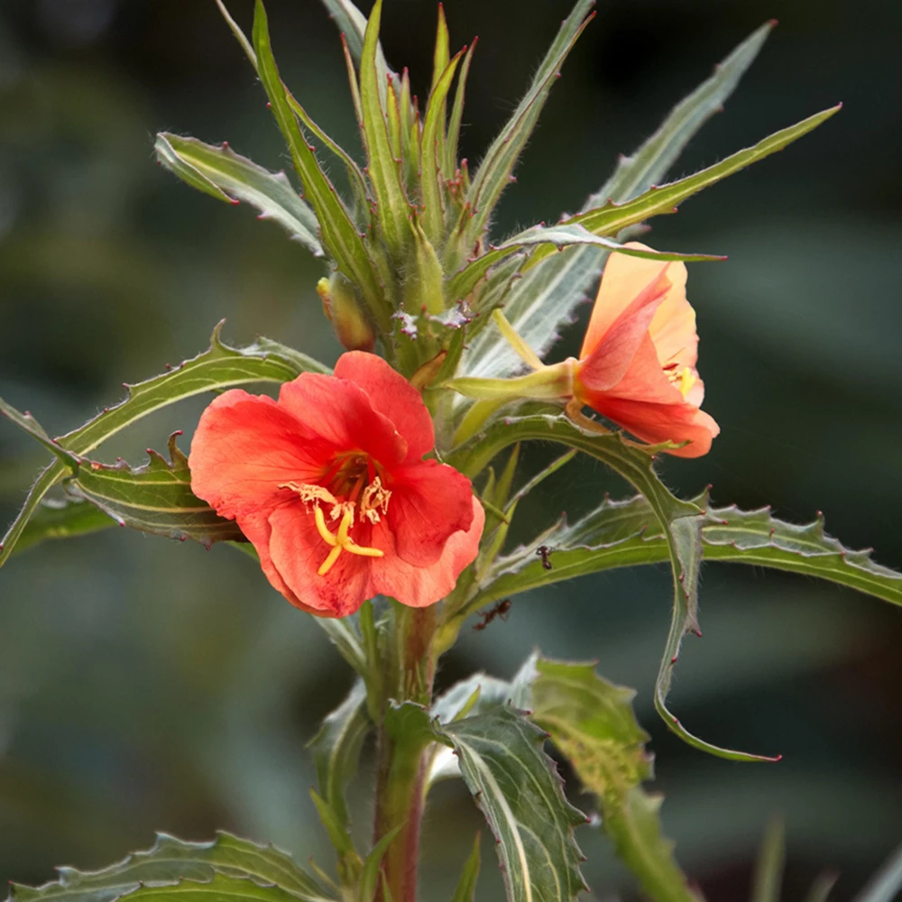 Sunset Boulevard Evening Primrose Seeds - Pink Yellow Blooms - 30 Seeds - Image 15