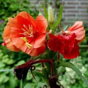 Sunset Boulevard Evening Primrose Seeds - Pink Yellow Blooms - 30 Seeds - Image 16
