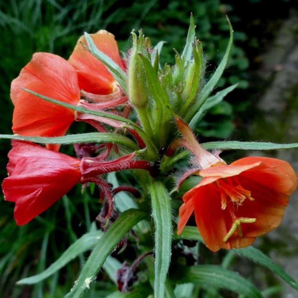 Sunset Boulevard Evening Primrose Seeds - Pink Yellow Blooms - 30 Seeds - Image 17