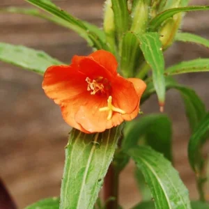 Sunset Boulevard Evening Primrose Seeds - Pink Yellow Blooms - 30 Seeds - Image 2