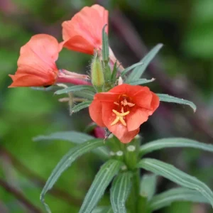 Sunset Boulevard Evening Primrose Seeds - Pink Yellow Blooms - 30 Seeds - Image 3
