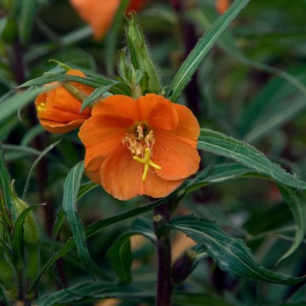 Sunset Boulevard Evening Primrose Seeds - Pink Yellow Blooms - 30 Seeds - Image 4