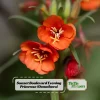 Sunset Boulevard Evening Primrose Seeds - Pink Yellow Blooms - 30 Seeds - Image 1
