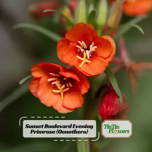 Sunset Boulevard Evening Primrose Seeds - Pink Yellow Blooms - 30 Seeds - Image 1