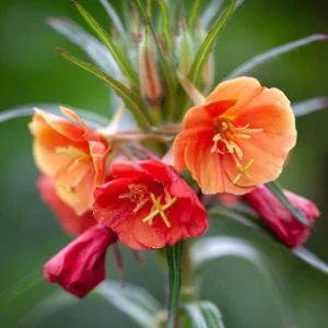 Sunset Boulevard Evening Primrose Seeds - Pink Yellow Blooms - 30 Seeds - Image 5