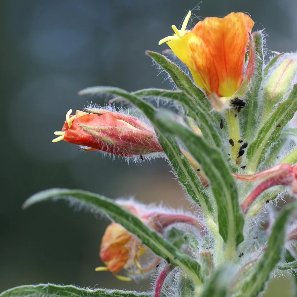 Sunset Boulevard Evening Primrose Seeds - Pink Yellow Blooms - 30 Seeds - Image 6