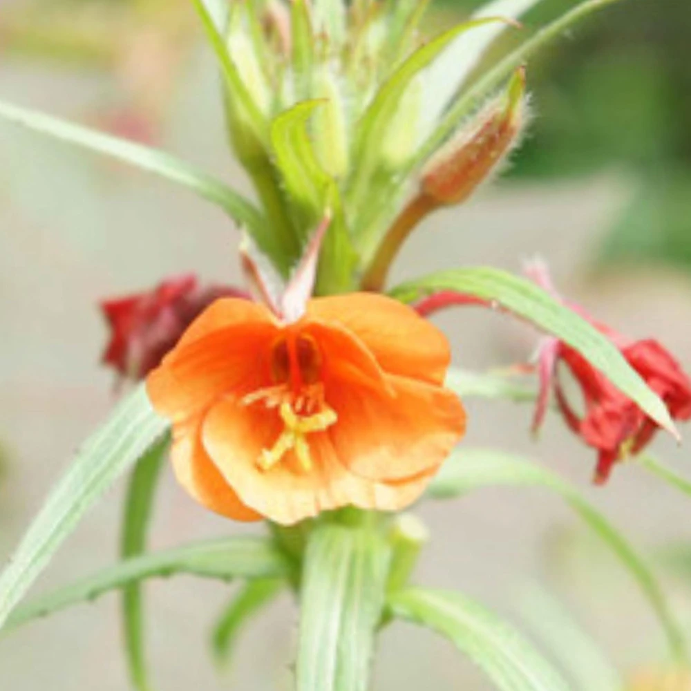 Sunset Boulevard Evening Primrose Seeds - Pink Yellow Blooms - 30 Seeds - Image 7