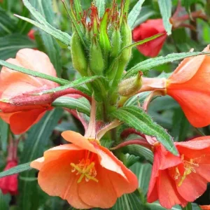 Sunset Boulevard Evening Primrose Seeds - Pink Yellow Blooms - 30 Seeds - Image 8