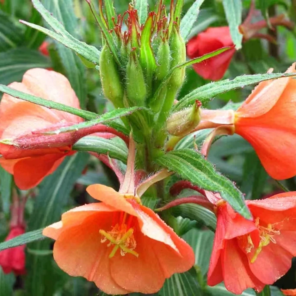 Sunset Boulevard Evening Primrose Seeds - Pink Yellow Blooms - 30 Seeds - Image 8