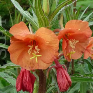 Sunset Boulevard Evening Primrose Seeds - Pink Yellow Blooms - 30 Seeds - Image 9