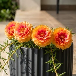 Sunset Glow Moss Rose Seeds - Portulaca grandiflora - Mixed Orange, Pink, Red, Yellow Blooms - Heat Tolerant Ground Cover Flower Seeds - 30 Seeds - Image 10
