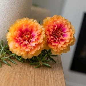 Sunset Glow Moss Rose Seeds - Portulaca grandiflora - Mixed Orange, Pink, Red, Yellow Blooms - Heat Tolerant Ground Cover Flower Seeds - 30 Seeds - Image 2