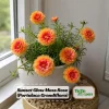 Sunset Glow Moss Rose Seeds - Portulaca grandiflora - Mixed Orange, Pink, Red, Yellow Blooms - Heat Tolerant Ground Cover Flower Seeds - 30 Seeds - Image 1