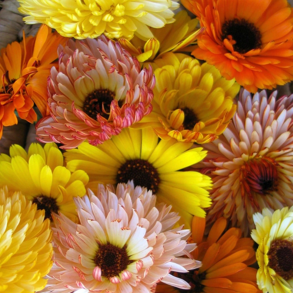 Sunset Mix Calendula Seeds - 50 Count Perennial Flower Seeds for Pollinator Garden - Image 10