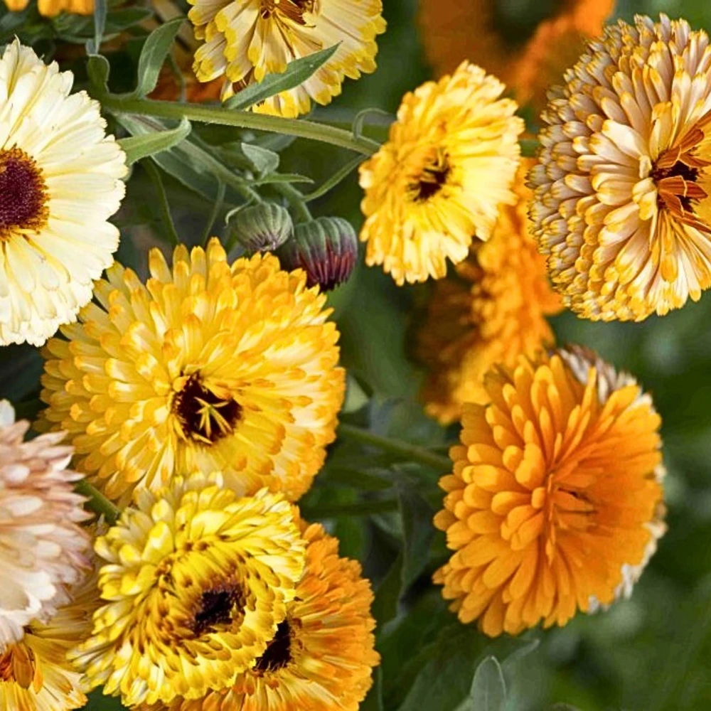 Sunset Mix Calendula Seeds - 50 Count Perennial Flower Seeds for Pollinator Garden - Image 11