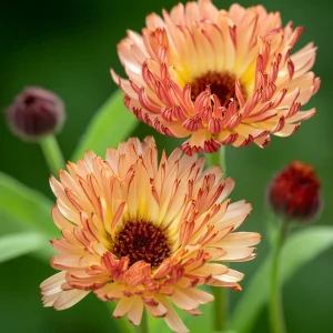 Sunset Mix Calendula Seeds - 50 Count Perennial Flower Seeds for Pollinator Garden - Image 2