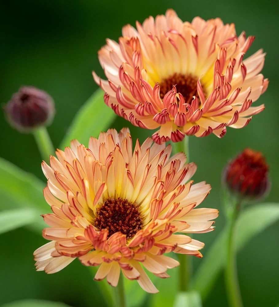 Sunset Mix Calendula Seeds - 50 Count Perennial Flower Seeds for Pollinator Garden - Image 2