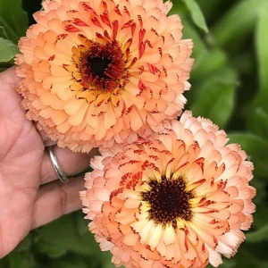 Sunset Mix Calendula Seeds - 50 Count Perennial Flower Seeds for Pollinator Garden - Image 3