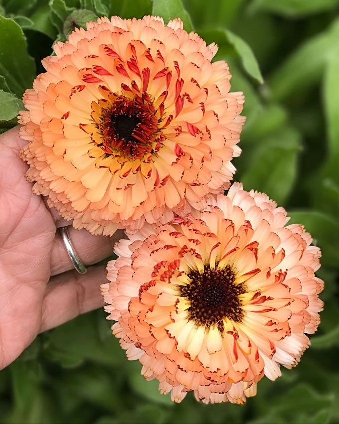 Sunset Mix Calendula Seeds - 50 Count Perennial Flower Seeds for Pollinator Garden - Image 3
