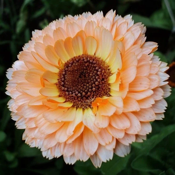 Sunset Mix Calendula Seeds - 50 Count Perennial Flower Seeds for Pollinator Garden - Image 4