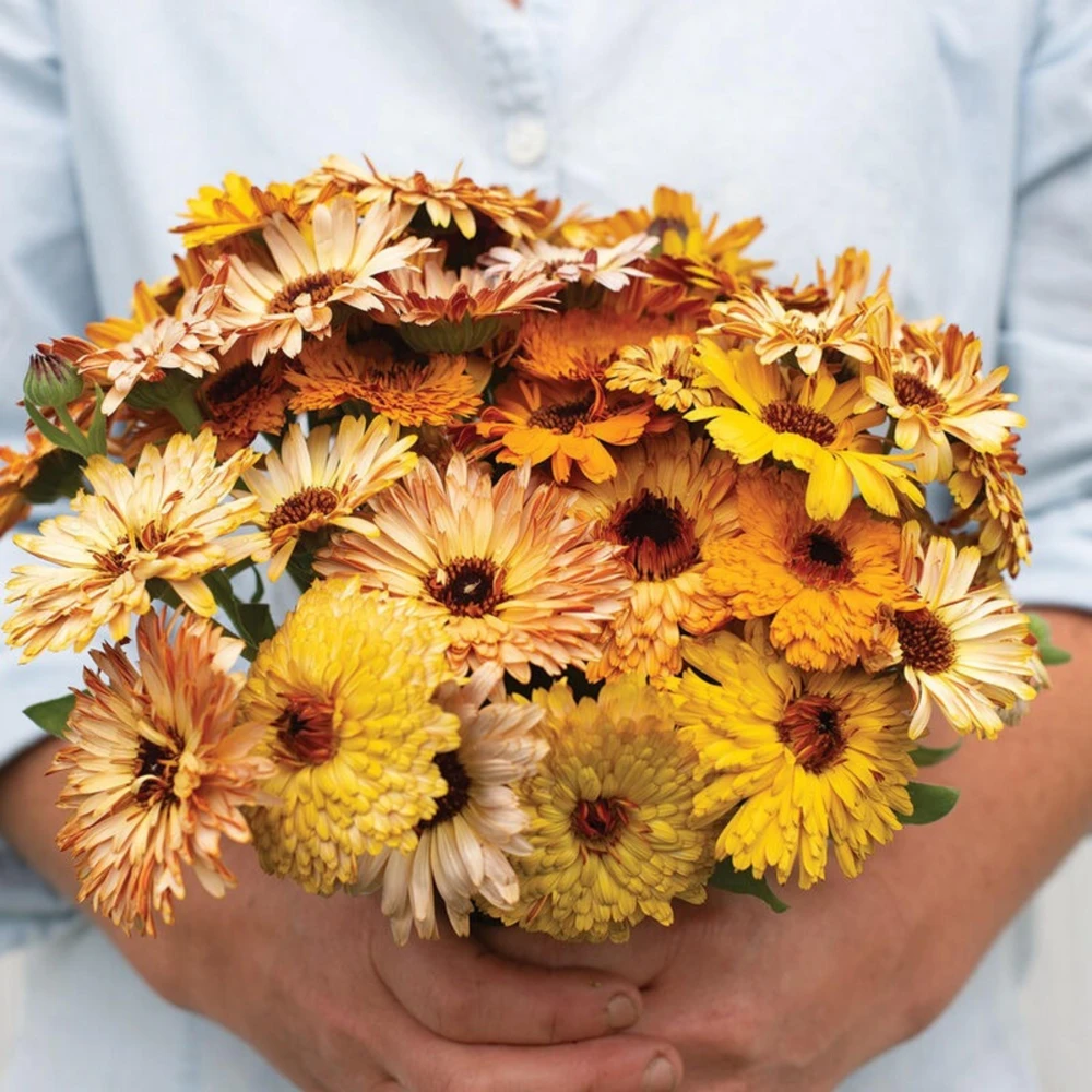 Sunset Mix Calendula Seeds - 50 Count Perennial Flower Seeds for Pollinator Garden - Image 5