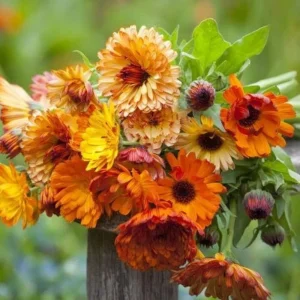 Sunset Mix Calendula Seeds - 50 Count Perennial Flower Seeds for Pollinator Garden - Image 6