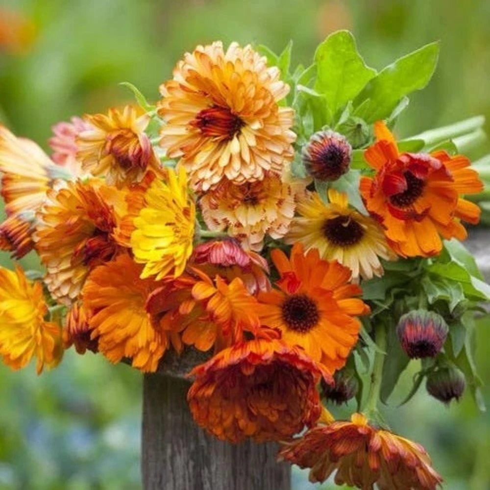 Sunset Mix Calendula Seeds - 50 Count Perennial Flower Seeds for Pollinator Garden - Image 6