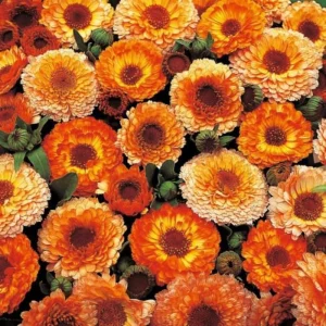 Sunset Mix Calendula Seeds - 50 Count Perennial Flower Seeds for Pollinator Garden - Image 7