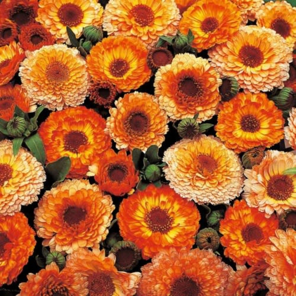 Sunset Mix Calendula Seeds - 50 Count Perennial Flower Seeds for Pollinator Garden - Image 7