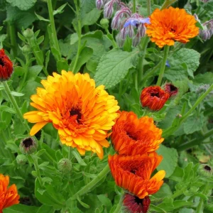 Sunset Mix Calendula Seeds - 50 Count Perennial Flower Seeds for Pollinator Garden - Image 8