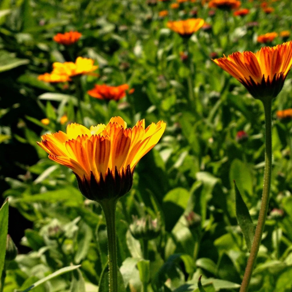Sunset Mix Calendula Seeds - 50 Count Perennial Flower Seeds for Pollinator Garden - Image 9