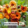 Sunset Mix Calendula Seeds - 50 Count Perennial Flower Seeds for Pollinator Garden - Image 1