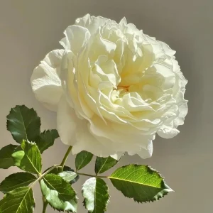 Sur La Neige Rose Seeds - Pure White Double Blooms - Fragrant Climbing Rose - Perennial - Image 10