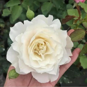 Sur La Neige Rose Seeds - Pure White Double Blooms - Fragrant Climbing Rose - Perennial - Image 11