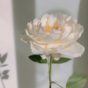 Sur La Neige Rose Seeds - Pure White Double Blooms - Fragrant Climbing Rose - Perennial - Image 2