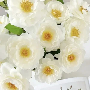 Sur La Neige Rose Seeds - Pure White Double Blooms - Fragrant Climbing Rose - Perennial - Image 3