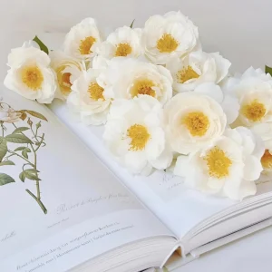 Sur La Neige Rose Seeds - Pure White Double Blooms - Fragrant Climbing Rose - Perennial - Image 4