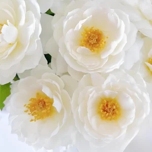 Sur La Neige Rose Seeds - Pure White Double Blooms - Fragrant Climbing Rose - Perennial - Image 5