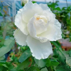 Sur La Neige Rose Seeds - Pure White Double Blooms - Fragrant Climbing Rose - Perennial - Image 6
