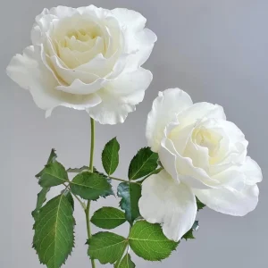 Sur La Neige Rose Seeds - Pure White Double Blooms - Fragrant Climbing Rose - Perennial - Image 7