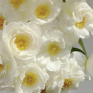 Sur La Neige Rose Seeds - Pure White Double Blooms - Fragrant Climbing Rose - Perennial - Image 8