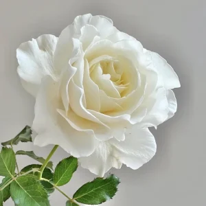 Sur La Neige Rose Seeds - Pure White Double Blooms - Fragrant Climbing Rose - Perennial - Image 9