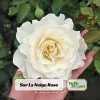 Sur La Neige Rose Seeds - Pure White Double Blooms - Fragrant Climbing Rose - Perennial - Image 1