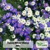 Swan River Mix Daisy Seeds - Perennial Flower Seeds - 100 Seeds for Garden - Image 1